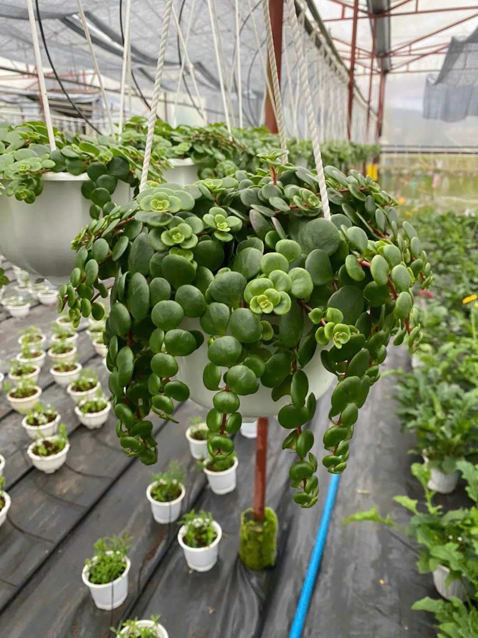 CHẬU CÂY Sedum Hoa Hồng CHẬU CÂY Sedum Hoa Hồng