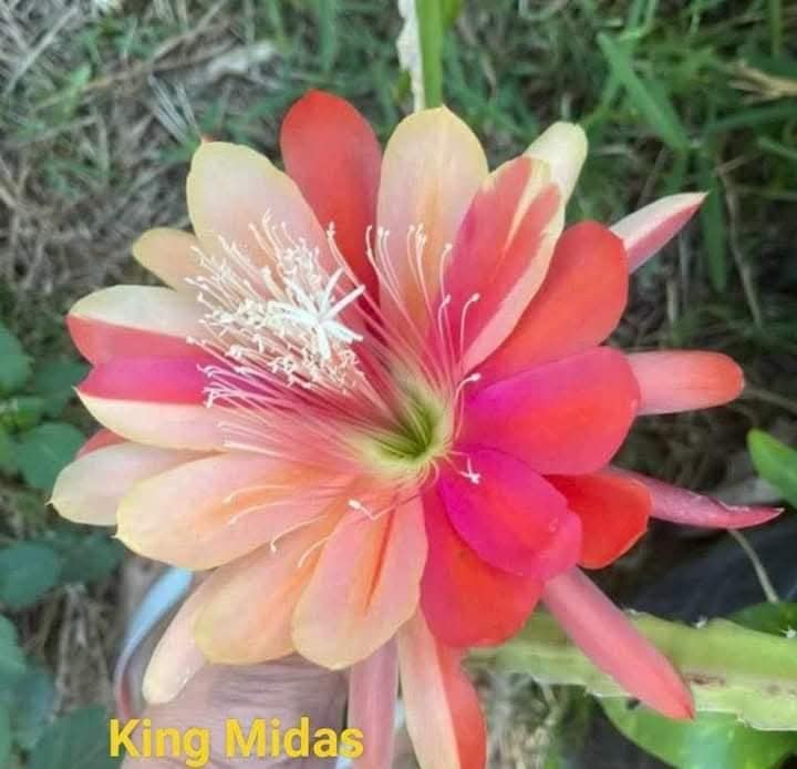 Chậu Hoa Nhật Quỳnh King Midas Chậu Hoa Nhật Quỳnh King Midas