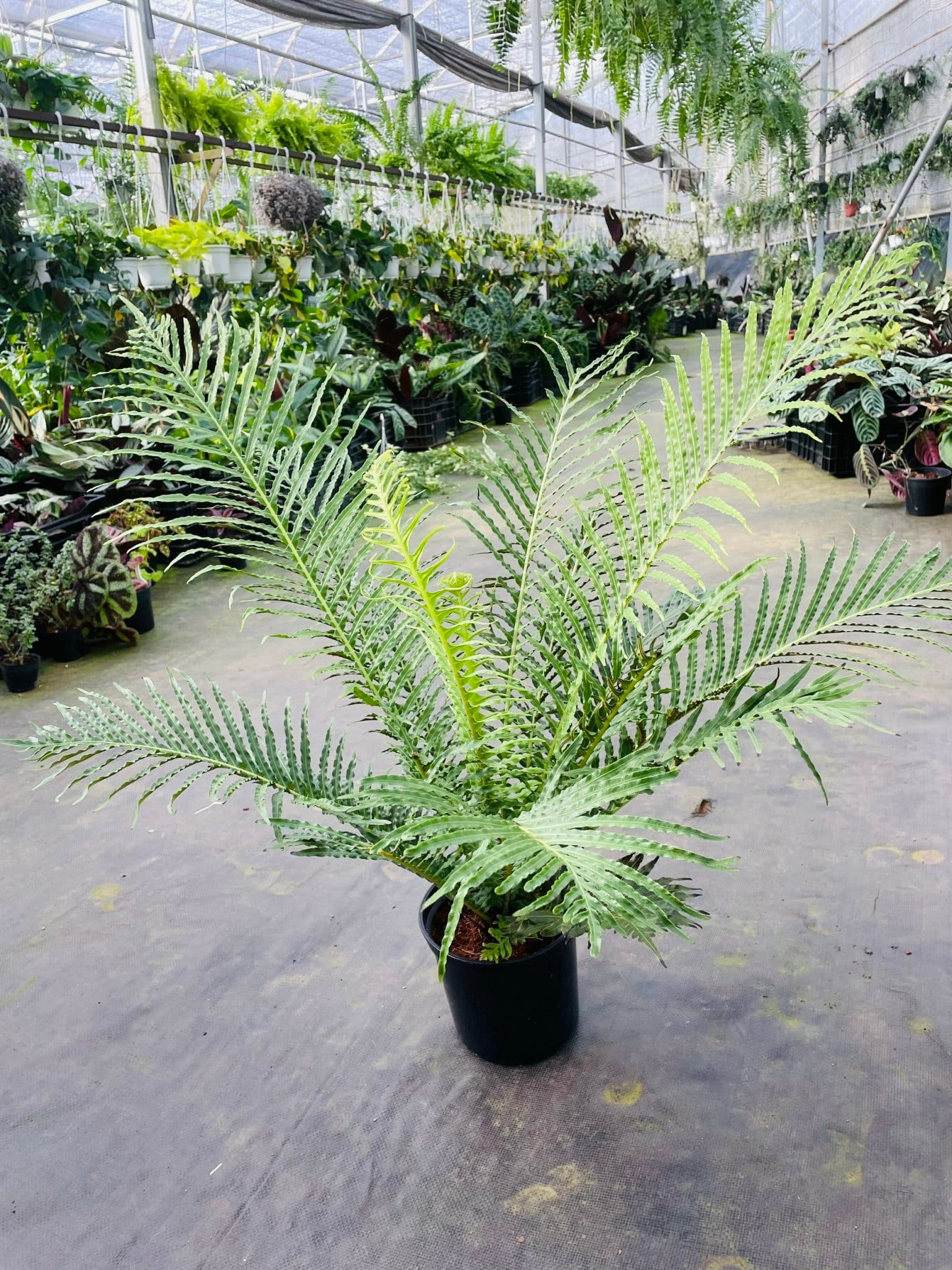 CHẬU CÂY DƯƠNG XỈ KHỔNG TƯỚC CHẬU CÂY DƯƠNG XỈ KHỔNG TƯỚC