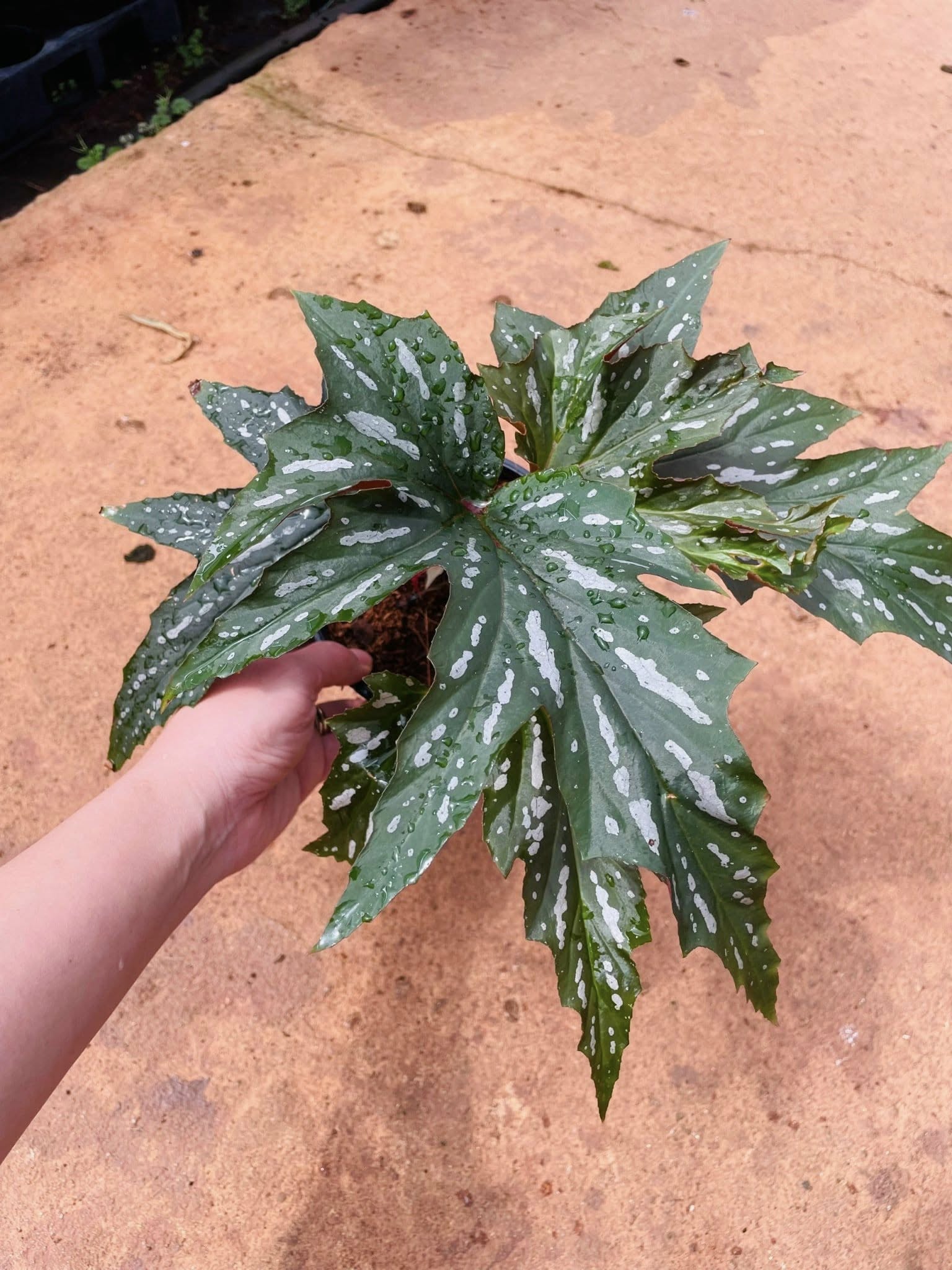 CHẬU CÂY THU HẢI ĐƯỜNG LÁ MÀU CHẬU CÂY THU HẢI ĐƯỜNG LÁ MÀU