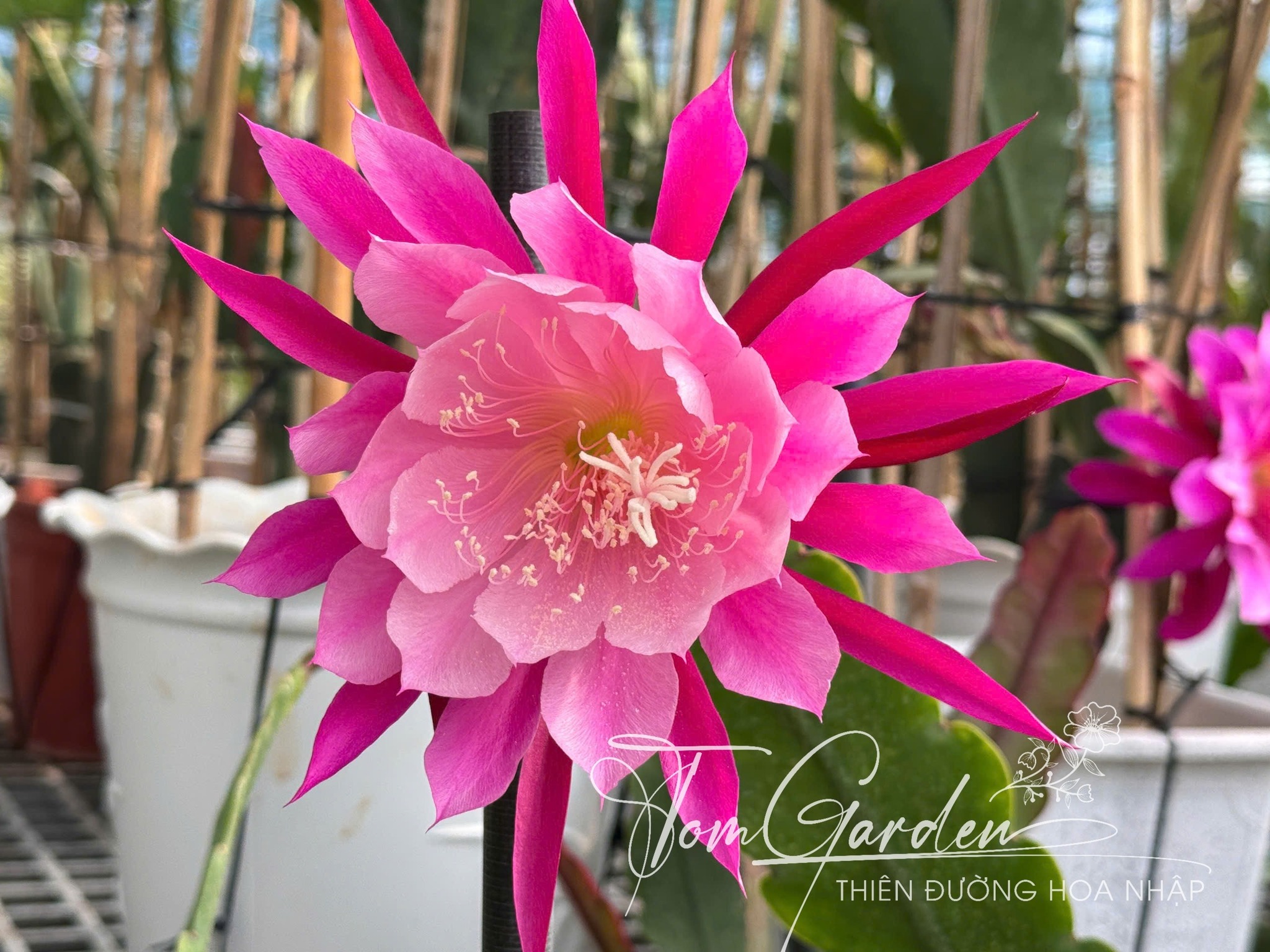 Chậu Hoa Nhật Quỳnh Color Wheel Chậu Hoa Nhật Quỳnh Color Wheel