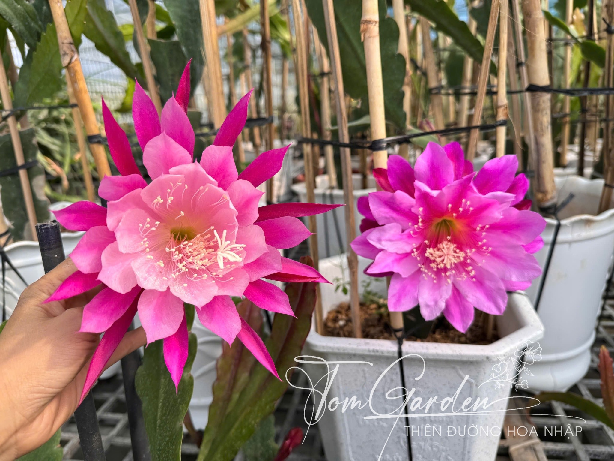 Chậu Hoa Nhật Quỳnh Color Wheel Chậu Hoa Nhật Quỳnh Color Wheel