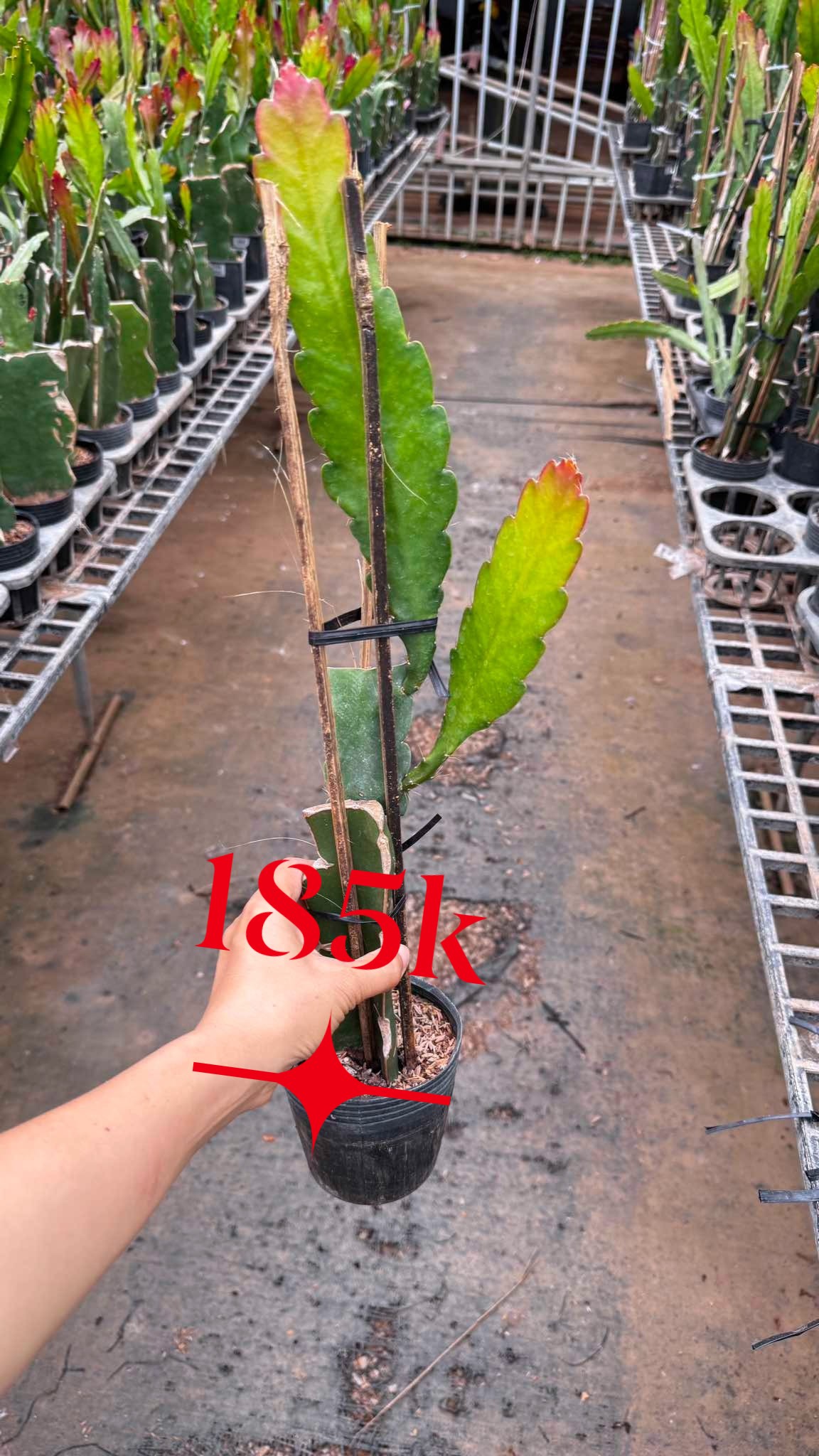 Chậu Hoa Nhật Quỳnh Thơm HOÀNG NGỌC LỘ Chậu Hoa Nhật Quỳnh Thơm HOÀNG NGỌC LỘ