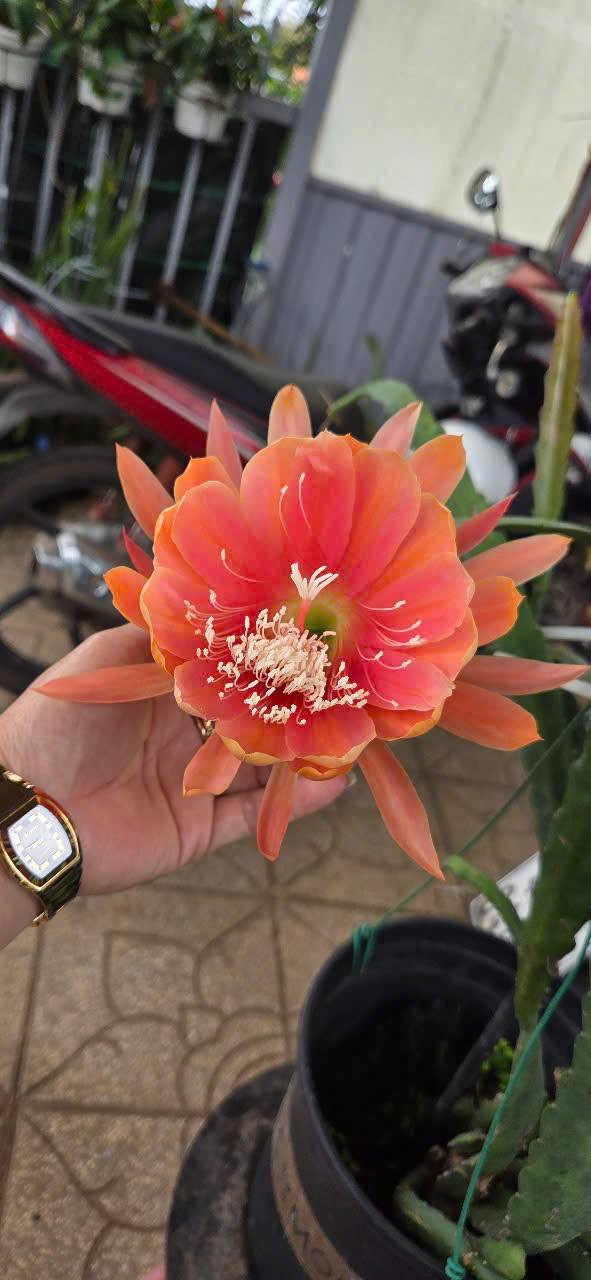 Chậu Hoa Nhật Quỳnh King Midas Chậu Hoa Nhật Quỳnh King Midas