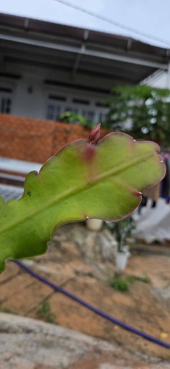 Chậu Hoa Nhật Quỳnh Slightly Sassy Chậu Hoa Nhật Quỳnh Slightly Sassy