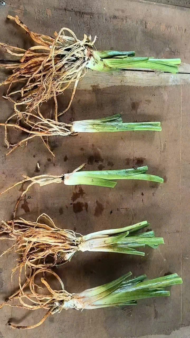 cây giống hoa rum ngoại Calla Lily màu hồng dòng cao thu cắt hoa nhập khẩu cây giống hoa rum ngoại Calla Lily màu hồng dòng cao thu cắt hoa nhập khẩu