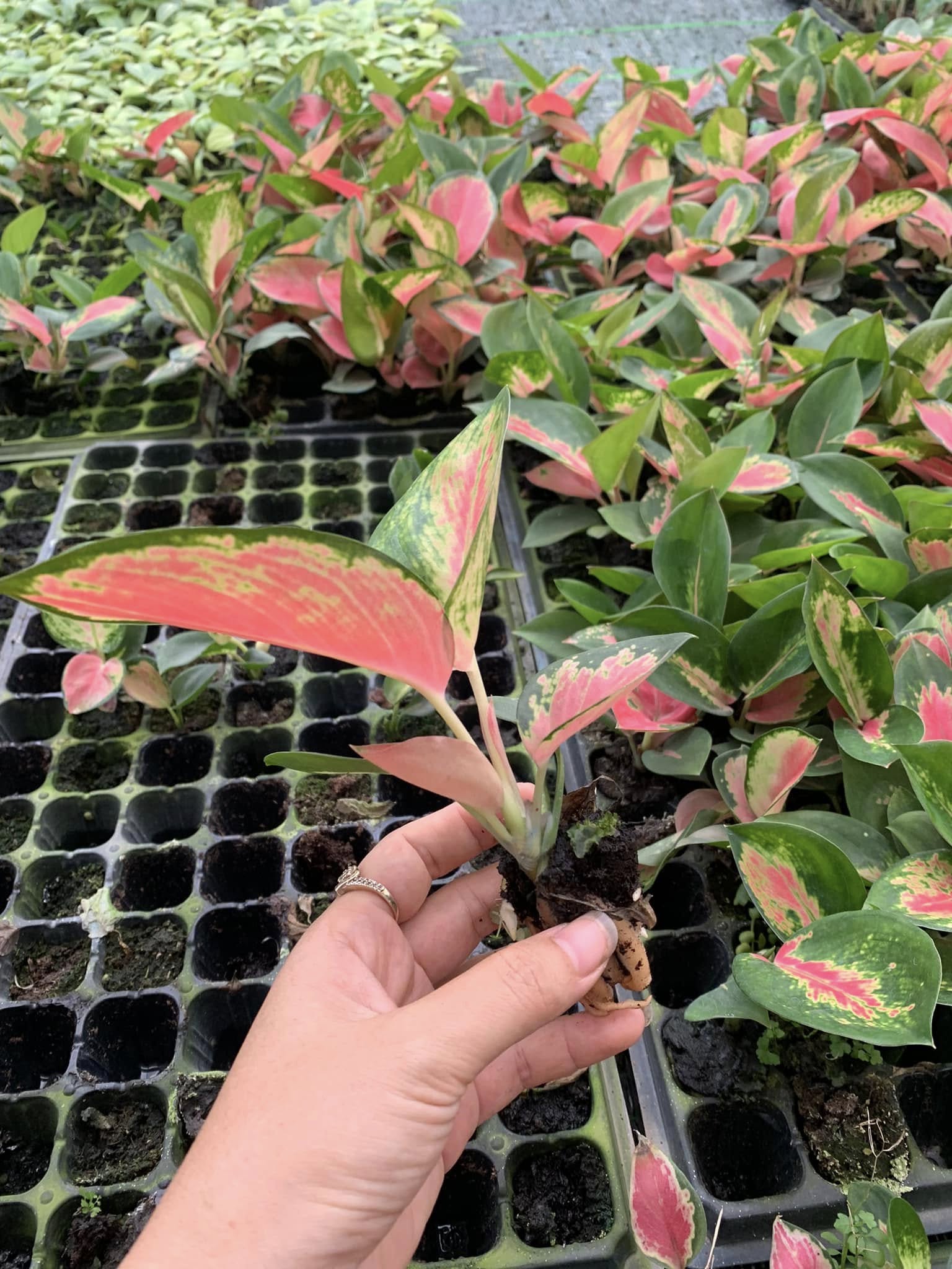 CÂY GIỐNG PHÚ QUÝ ĐỎ CẤY MÔ CÂY GIỐNG PHÚ QUÝ ĐỎ CẤY MÔ