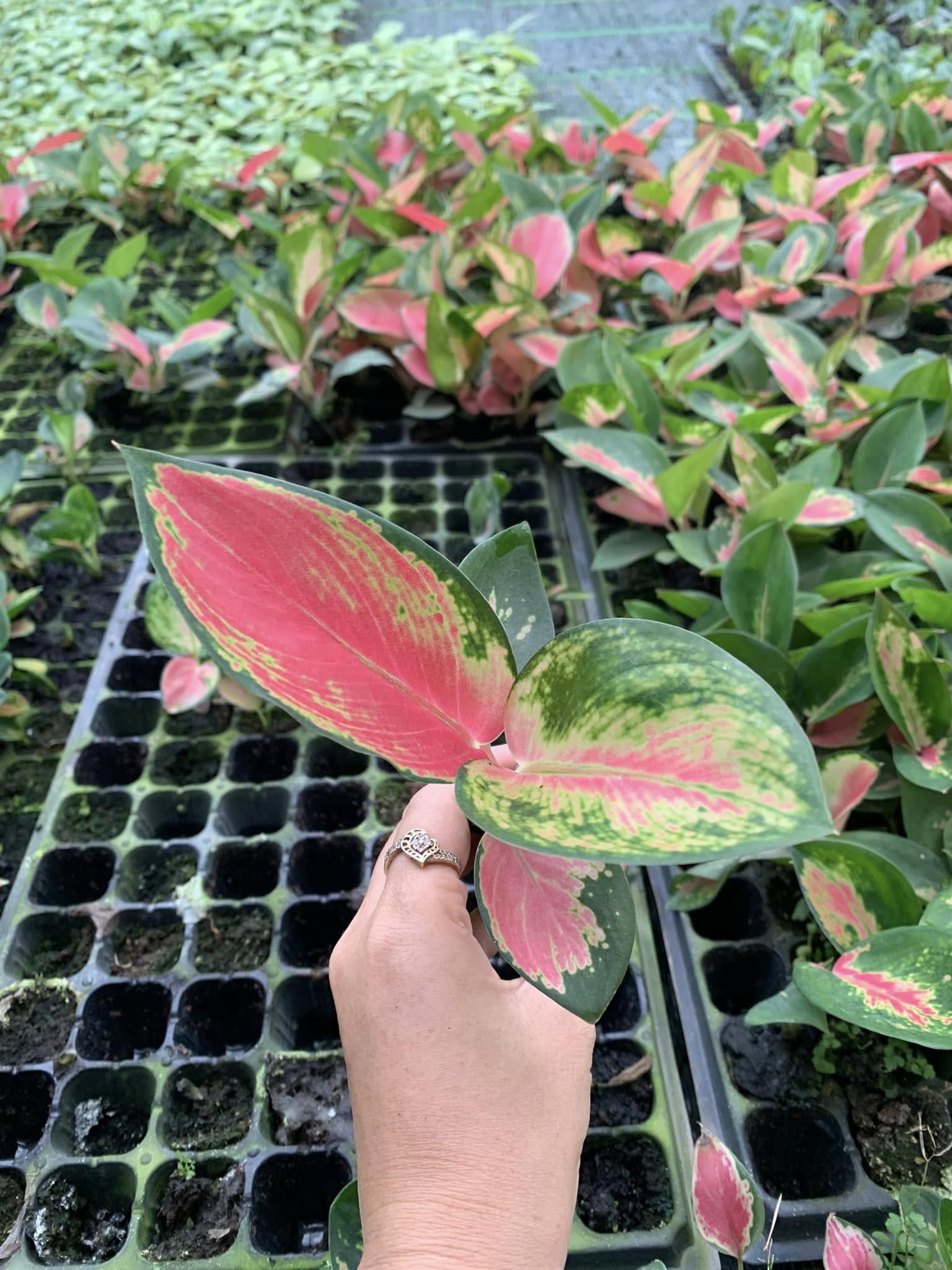 CÂY GIỐNG PHÚ QUÝ ĐỎ CẤY MÔ CÂY GIỐNG PHÚ QUÝ ĐỎ CẤY MÔ