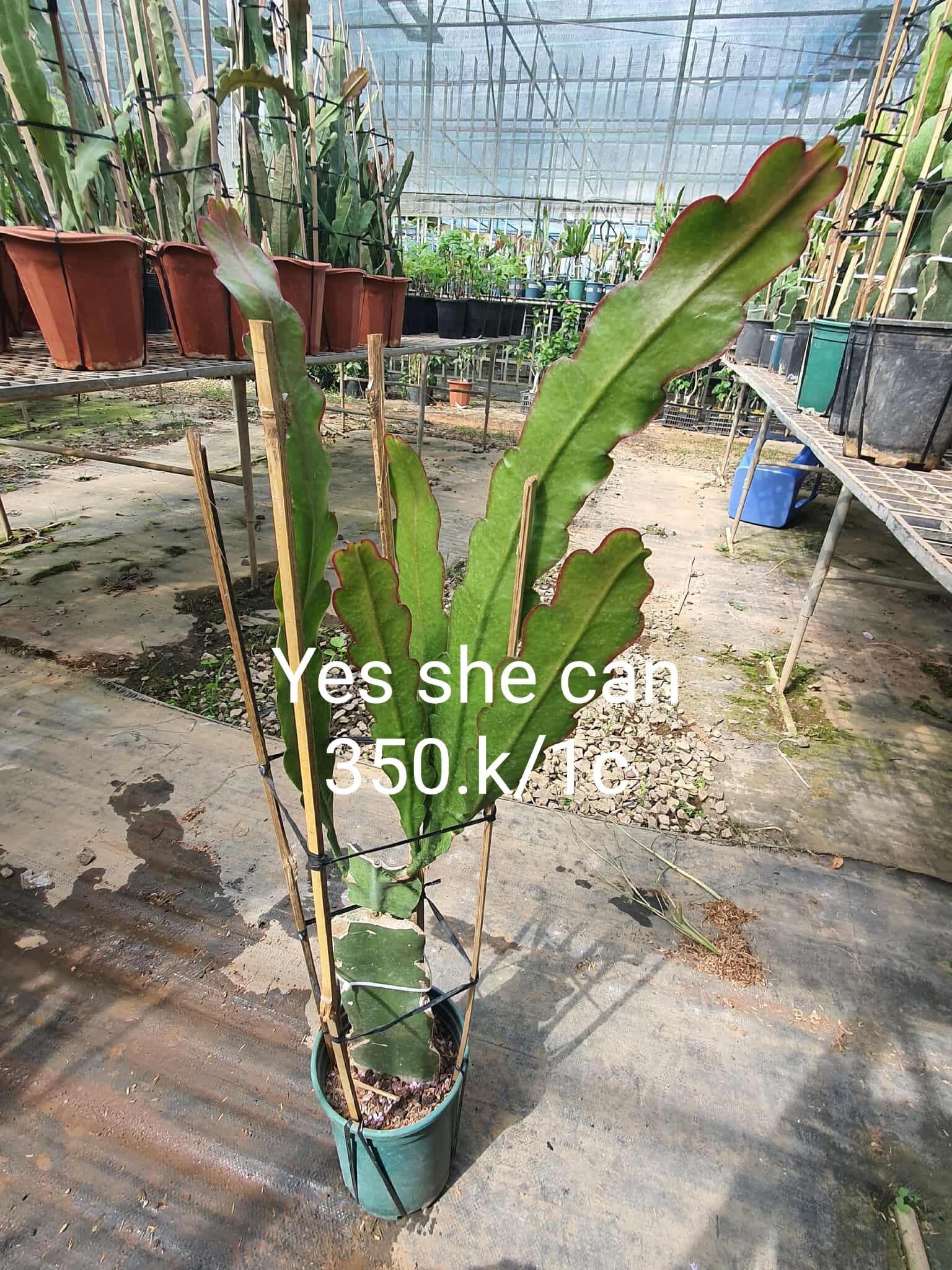 Chậu Hoa Nhật Quỳnh YES SHE CAN Chậu Hoa Nhật Quỳnh YES SHE CAN