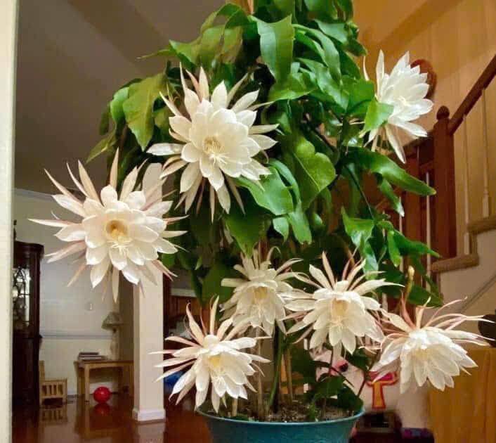 Chậu Hoa DẠ Quỳnh - HOA QUỲNH CỔ Chậu Hoa DẠ Quỳnh - HOA QUỲNH CỔ