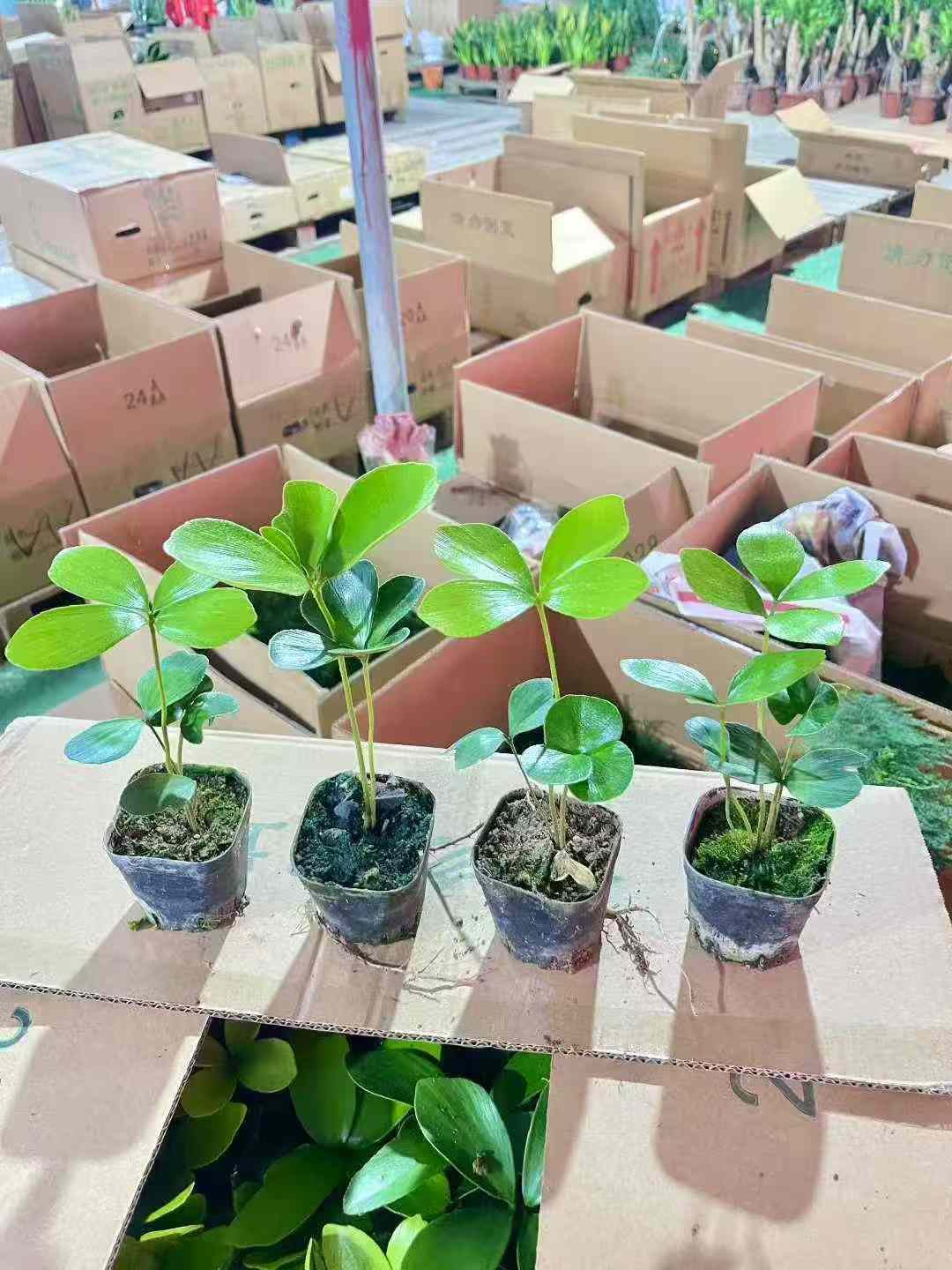 CHẬU CÂY THIÊN TUẾ MÊXICO NHẬP KHẨU CHẬU CÂY THIÊN TUẾ MÊXICO NHẬP KHẨU
