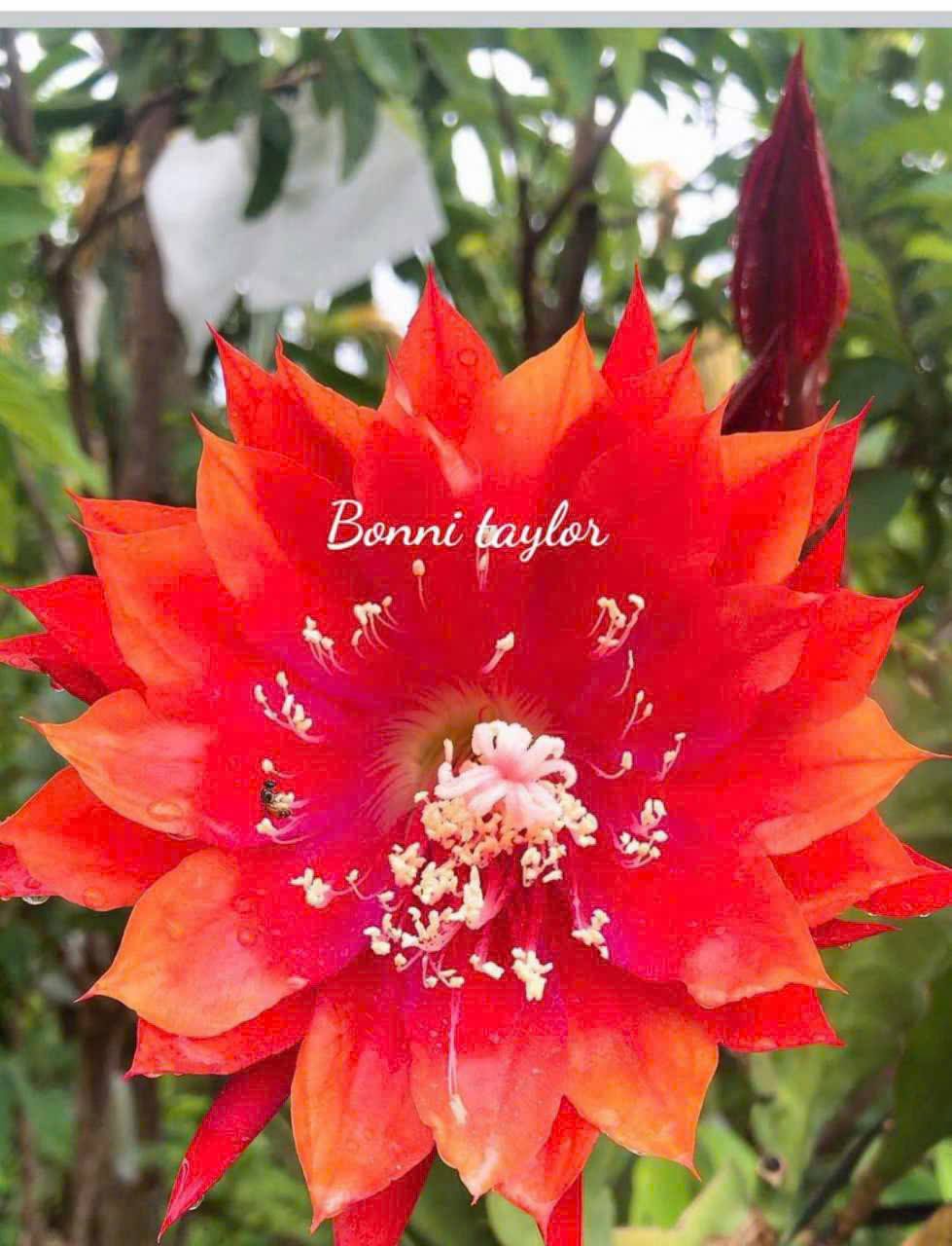 Chậu Hoa Nhật Quỳnh Bonnie Taylor Chậu Hoa Nhật Quỳnh Bonnie Taylor