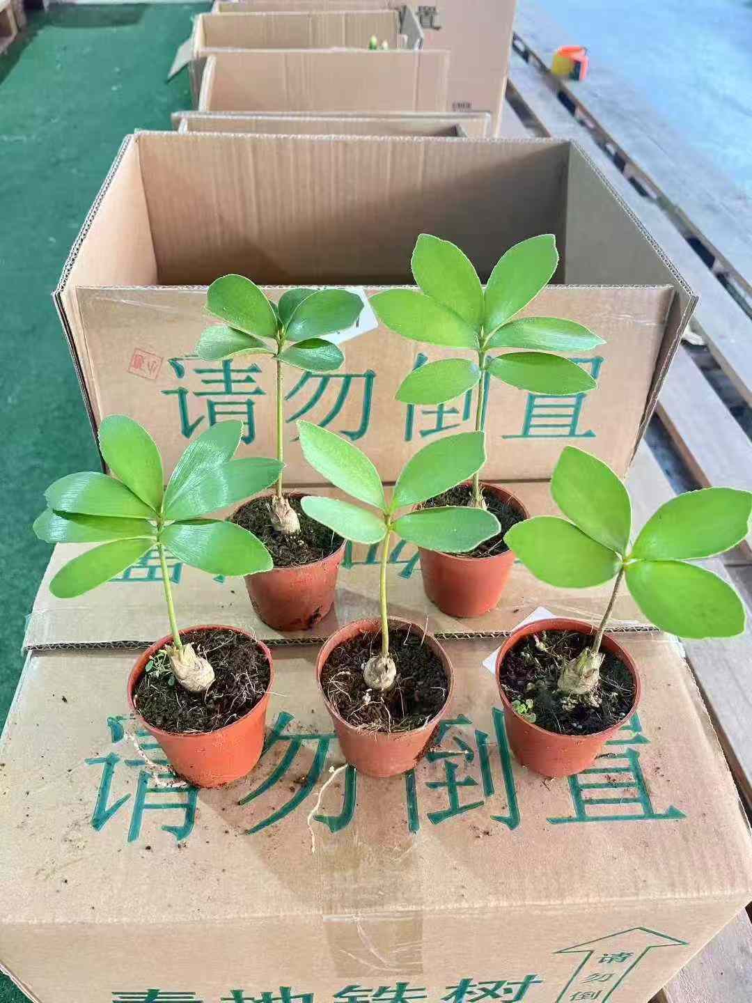 CHẬU CÂY THIÊN TUẾ MÊXICO NHẬP KHẨU CHẬU CÂY THIÊN TUẾ MÊXICO NHẬP KHẨU