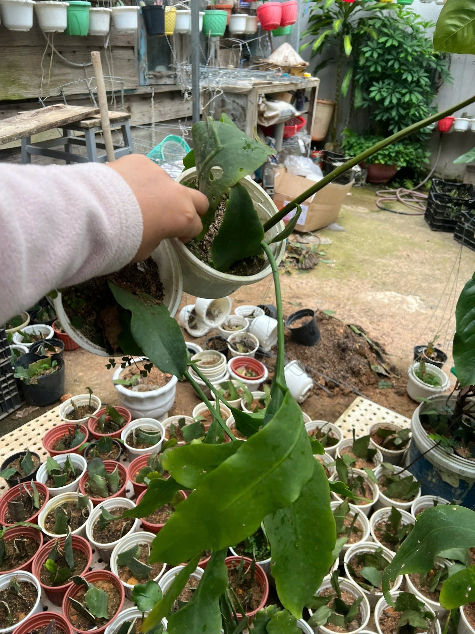 Chậu Hoa DẠ Quỳnh - HOA QUỲNH CỔ Chậu Hoa DẠ Quỳnh - HOA QUỲNH CỔ