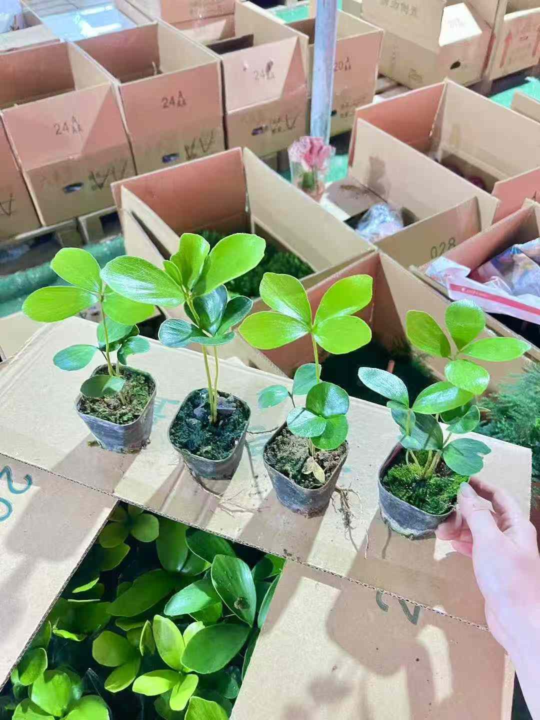 CHẬU CÂY THIÊN TUẾ MÊXICO NHẬP KHẨU CHẬU CÂY THIÊN TUẾ MÊXICO NHẬP KHẨU