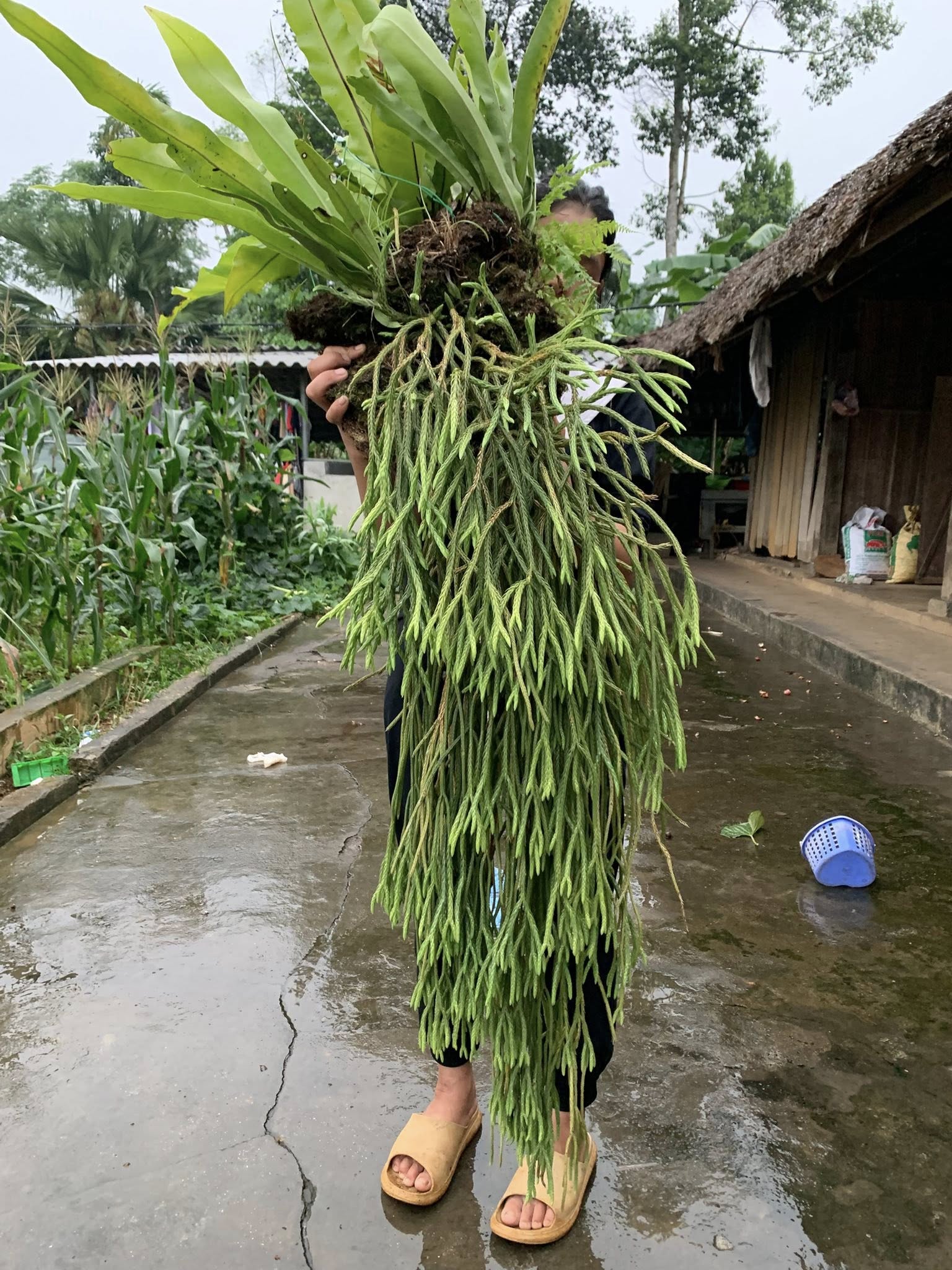 CÂY RÂU RỒNG (CÂY THÔNG ĐẤT) CÂY RÂU RỒNG (CÂY THÔNG ĐẤT)