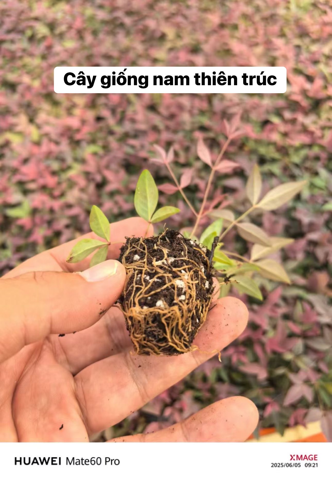 cây giống nam thiên trúc cấy mô (Nandina Domestica ) cây giống nam thiên trúc cấy mô (Nandina Domestica )
