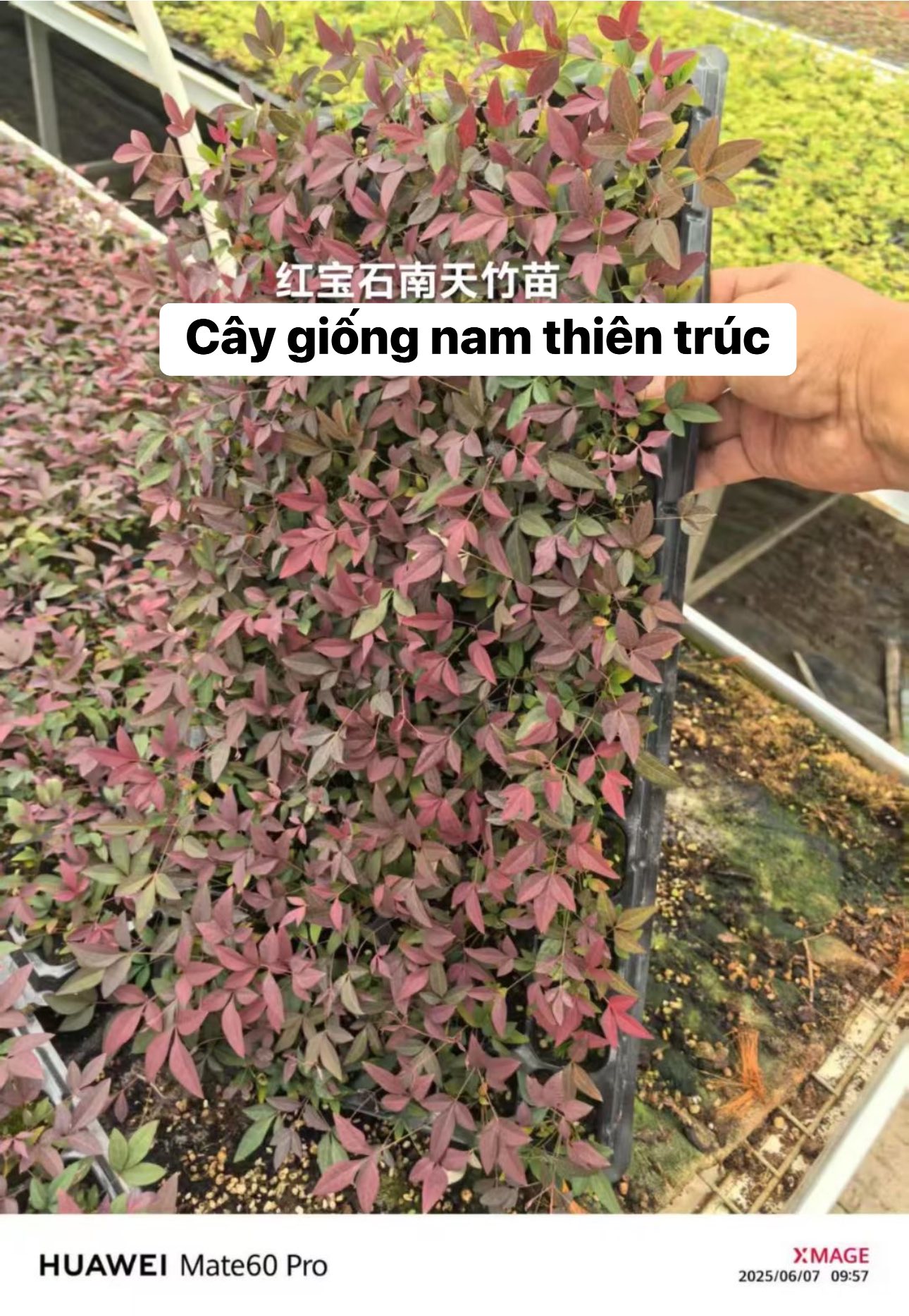 cây giống nam thiên trúc cấy mô (Nandina Domestica ) cây giống nam thiên trúc cấy mô (Nandina Domestica )