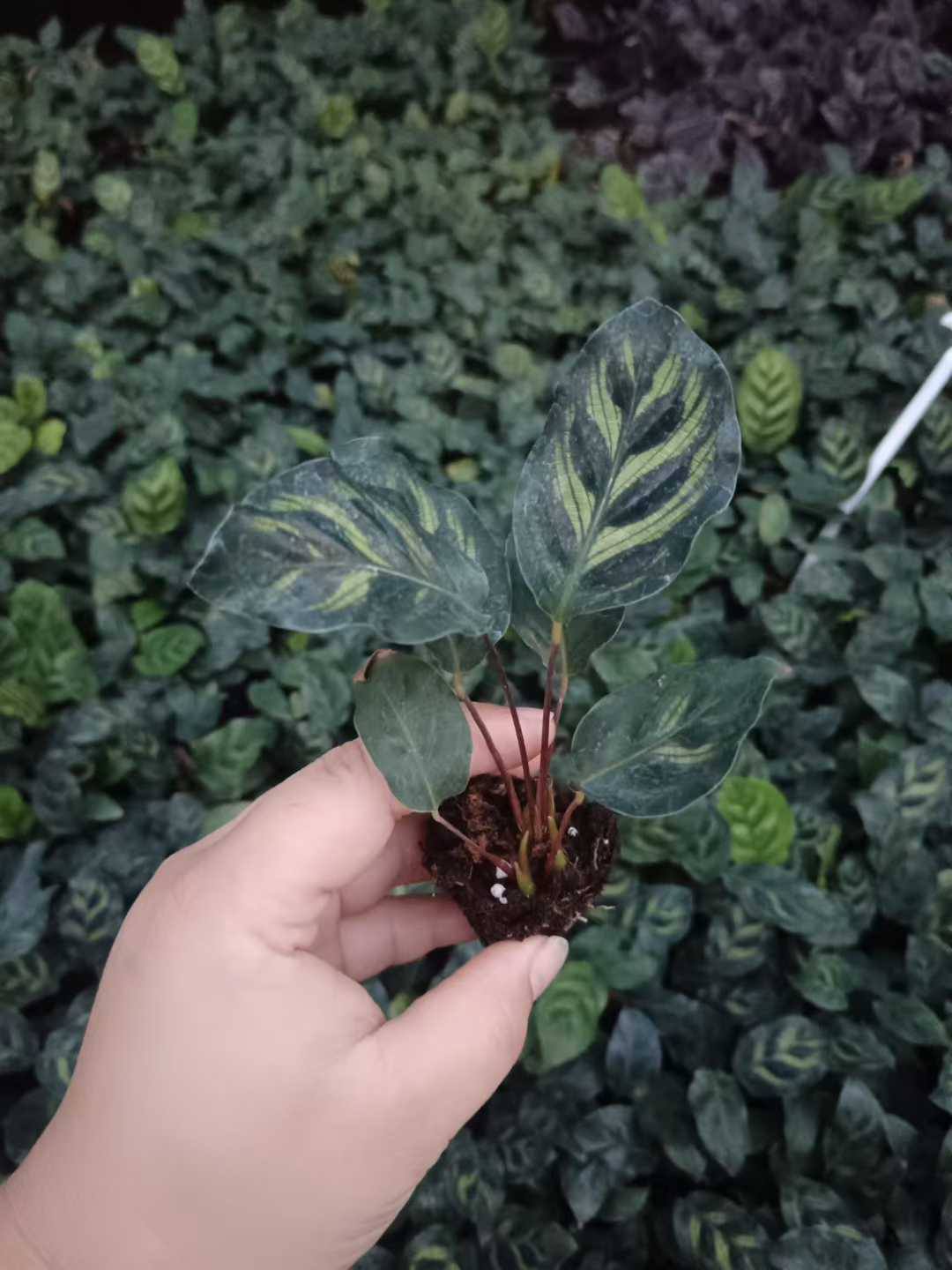 cây giống đuôi công xanh cấy mô cây giống đuôi công xanh cấy mô