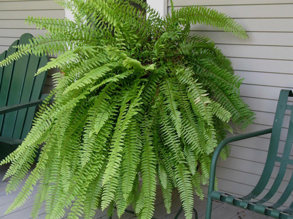 CHẬU CÂY DƯƠNG XỈ LÁ ME (Nephrolepis cordifolia) TO XUM ĐẸP CHẬU CÂY DƯƠNG XỈ LÁ ME (Nephrolepis cordifolia) TO XUM ĐẸP