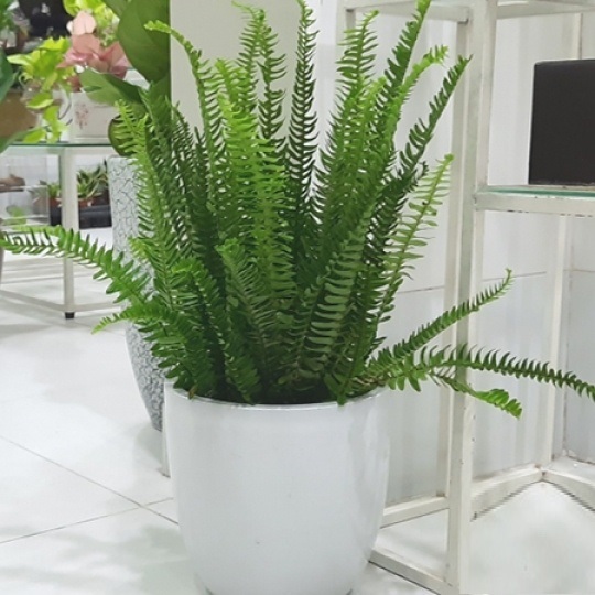 CHẬU CÂY DƯƠNG XỈ LÁ ME (Nephrolepis cordifolia) TO XUM ĐẸP CHẬU CÂY DƯƠNG XỈ LÁ ME (Nephrolepis cordifolia) TO XUM ĐẸP