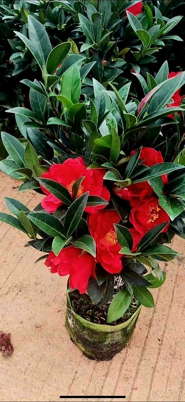 CHẬU HOA TRÀ MY TỨ QUÝ ĐÃ THUẦN ĐANG NỤ CHẬU HOA TRÀ MY TỨ QUÝ ĐÃ THUẦN ĐANG NỤ