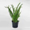 CÂY DƯƠNG XỈ LÁ ME (Nephrolepis cordifolia) bầu giống