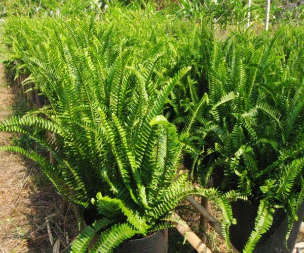 CHẬU CÂY DƯƠNG XỈ LÁ ME (Nephrolepis cordifolia) TO XUM ĐẸP CHẬU CÂY DƯƠNG XỈ LÁ ME (Nephrolepis cordifolia) TO XUM ĐẸP