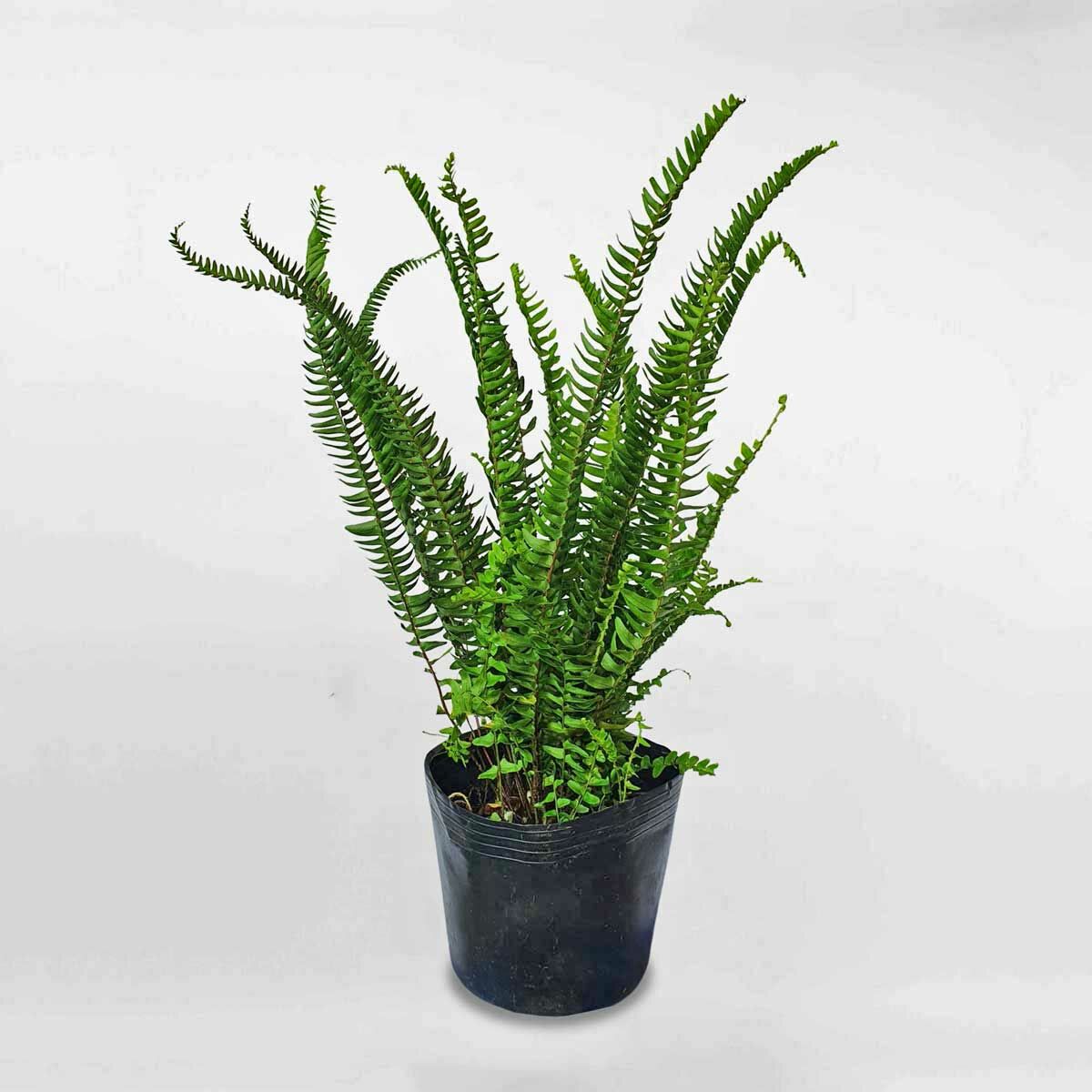 CÂY DƯƠNG XỈ LÁ ME (Nephrolepis cordifolia) bầu giống CÂY DƯƠNG XỈ LÁ ME (Nephrolepis cordifolia) bầu giống
