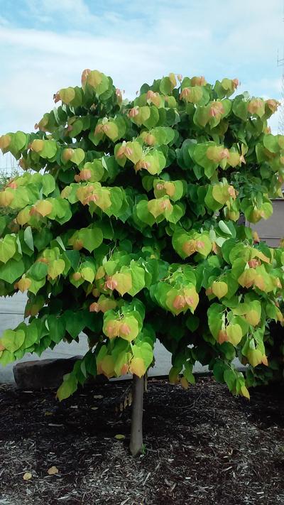 Chậu Cây kiểng lá Rising Sun Redbud -Rising Sun Redbud - Loài cây gây lú cực mạnh khiến dân tình như hoa mắt Chậu Cây kiểng lá Rising Sun Redbud -Rising Sun Redbud - Loài cây gây lú cực mạnh khiến dân tình như hoa mắt