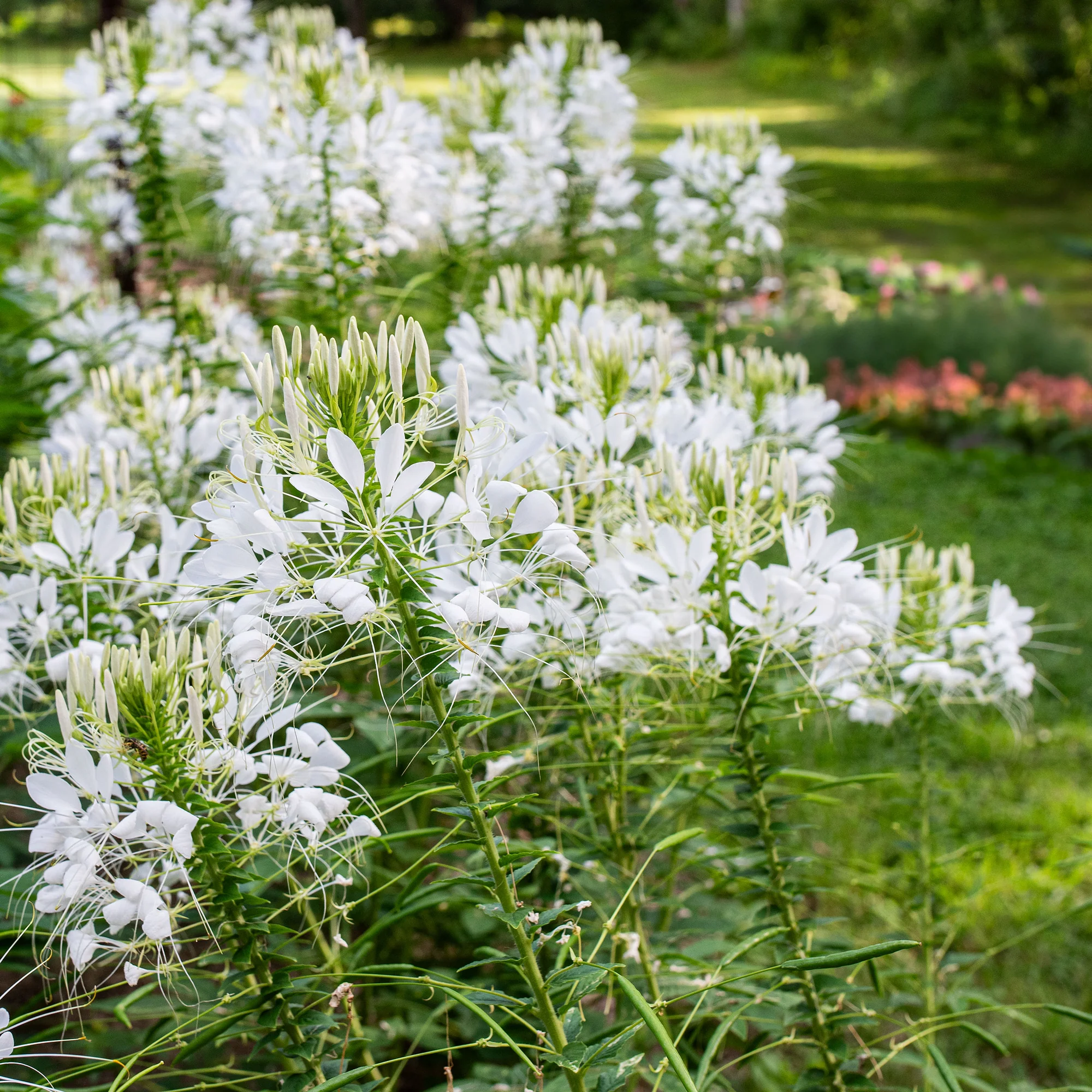 CÂY GIỐNG HOA Hồng Ri TÚY ĐIỆP- Cleome Spinosa NHẬP KHẨU MÀU TRẮNG CÂY GIỐNG HOA Hồng Ri TÚY ĐIỆP- Cleome Spinosa NHẬP KHẨU MÀU TRẮNG