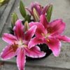 củ giống hoa lily lùn ' thơm ' Nhập Khẩu