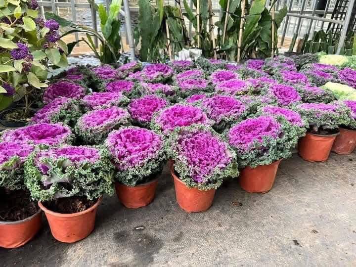 CÂY GIỐNG BẮP CẢI HOA HỒNG ƯƠM VỈ CÂY GIỐNG BẮP CẢI HOA HỒNG ƯƠM VỈ