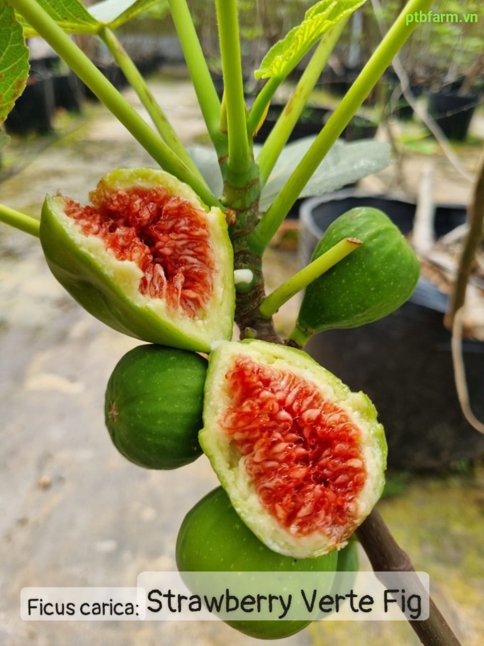 CÂY GIỐNG SUNG MỸ Ngọt vị dâu tây (Strawberry Verte Fig) CÂY GIỐNG SUNG MỸ Ngọt vị dâu tây (Strawberry Verte Fig)