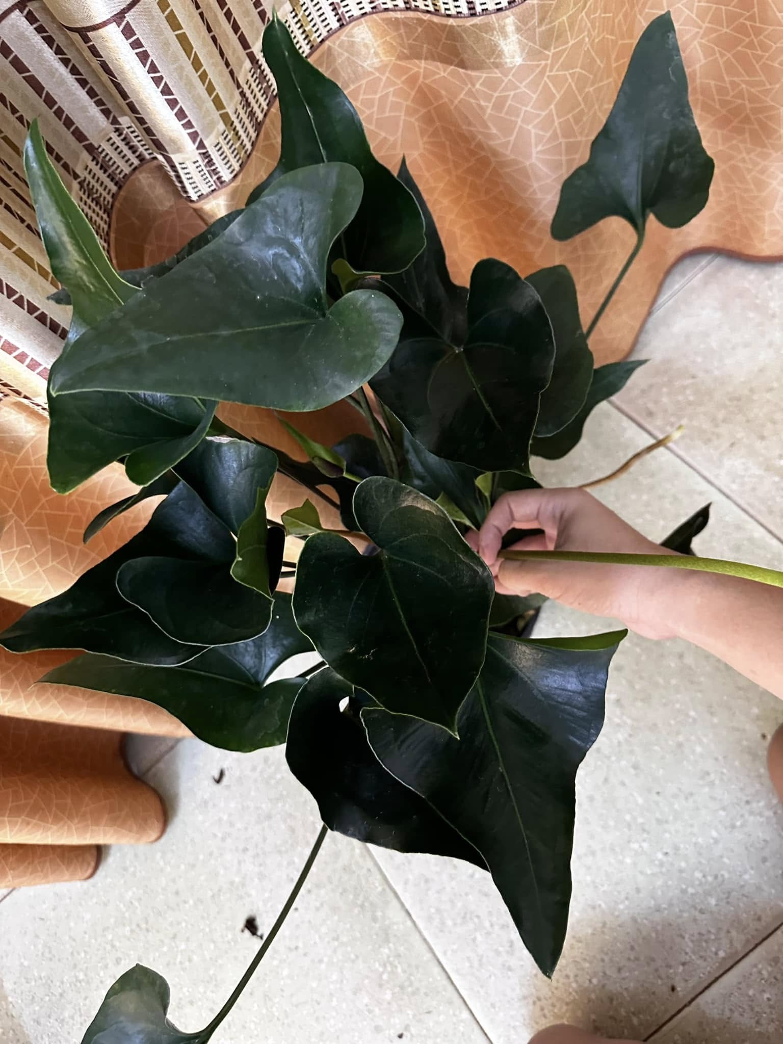 Chậu Cây kiểng lá Black Corong hiếm, lá đen xì Chậu Cây kiểng lá Black Corong hiếm, lá đen xì