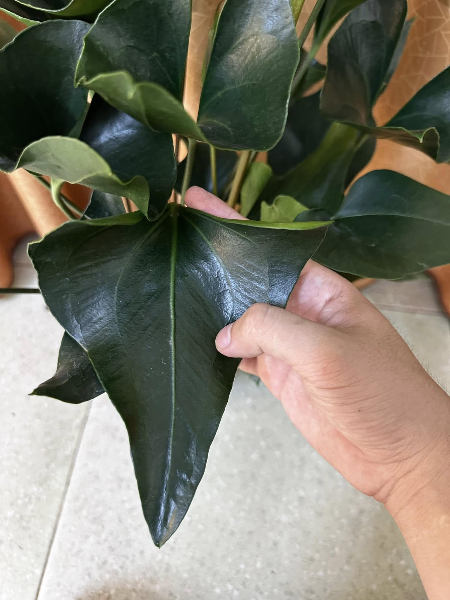 Chậu Cây kiểng lá Black Corong hiếm, lá đen xì Chậu Cây kiểng lá Black Corong hiếm, lá đen xì