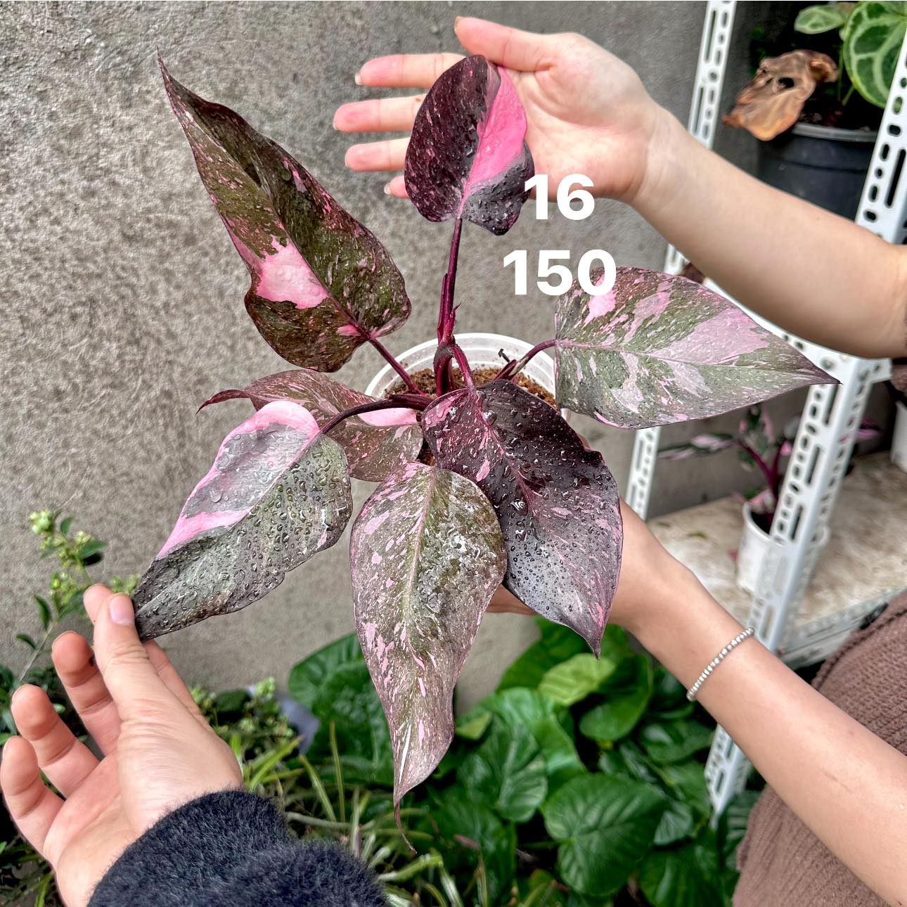 Chậu Cây kiểng lá Pink Galxay Chậu Cây kiểng lá Pink Galxay