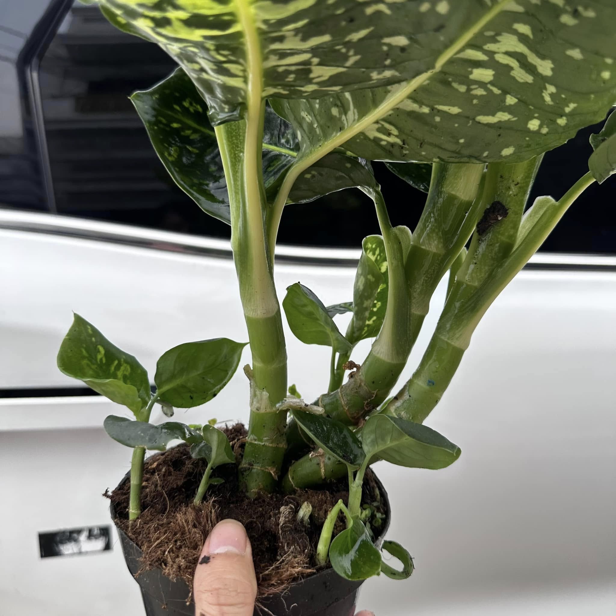 Chậu Cây kiểng lá Dieffenbachia Reflector phản quang đẹp lung linh Chậu Cây kiểng lá Dieffenbachia Reflector phản quang đẹp lung linh