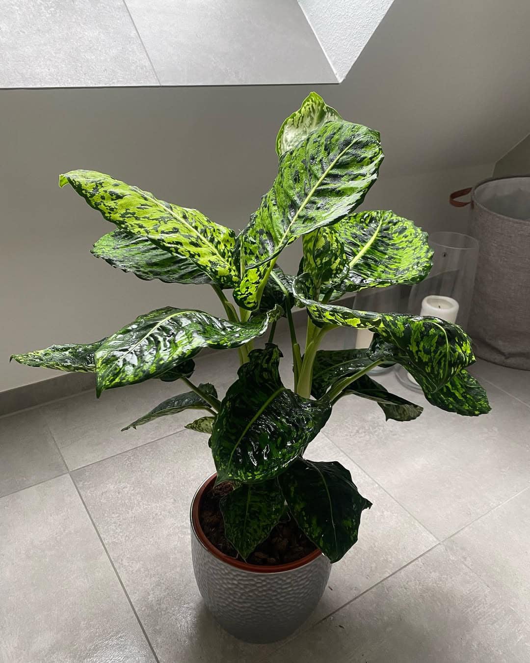 Chậu Cây kiểng lá Dieffenbachia Reflector phản quang đẹp lung linh Chậu Cây kiểng lá Dieffenbachia Reflector phản quang đẹp lung linh