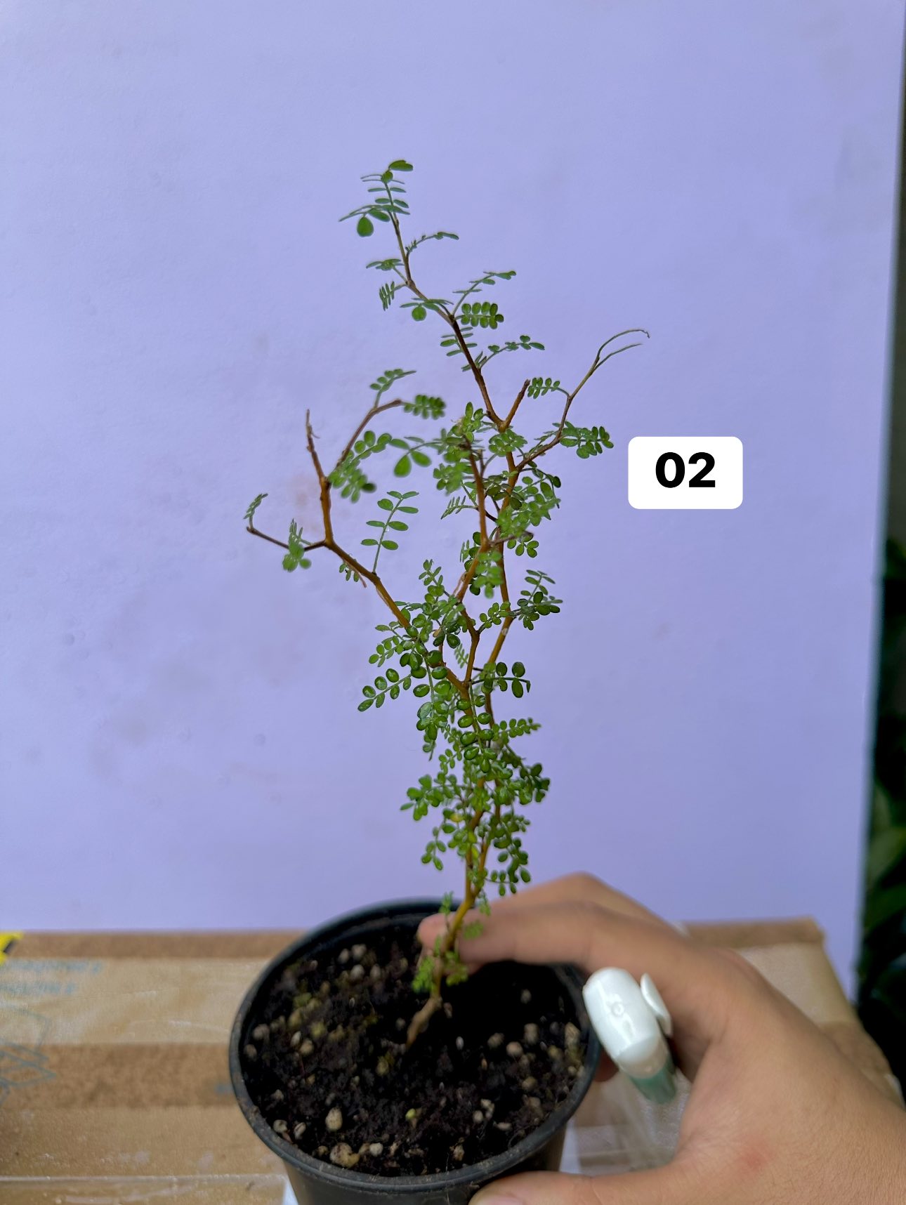 Chậu Cây kiểng lá Sophora Chậu Cây kiểng lá Sophora