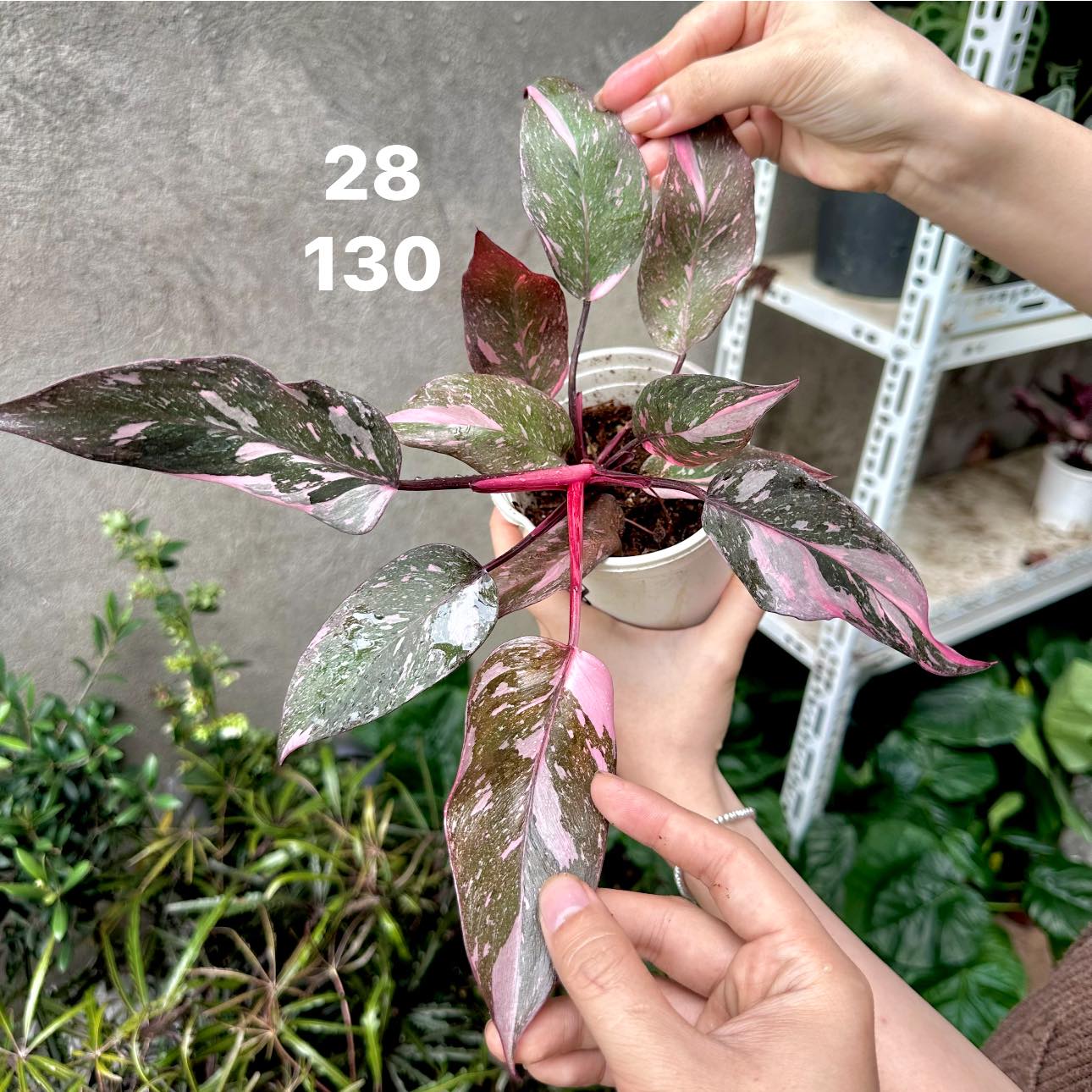 Chậu Cây kiểng lá Pink Galxay Chậu Cây kiểng lá Pink Galxay