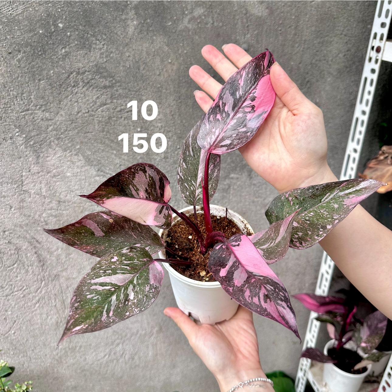 Chậu Cây kiểng lá Pink Galxay Chậu Cây kiểng lá Pink Galxay