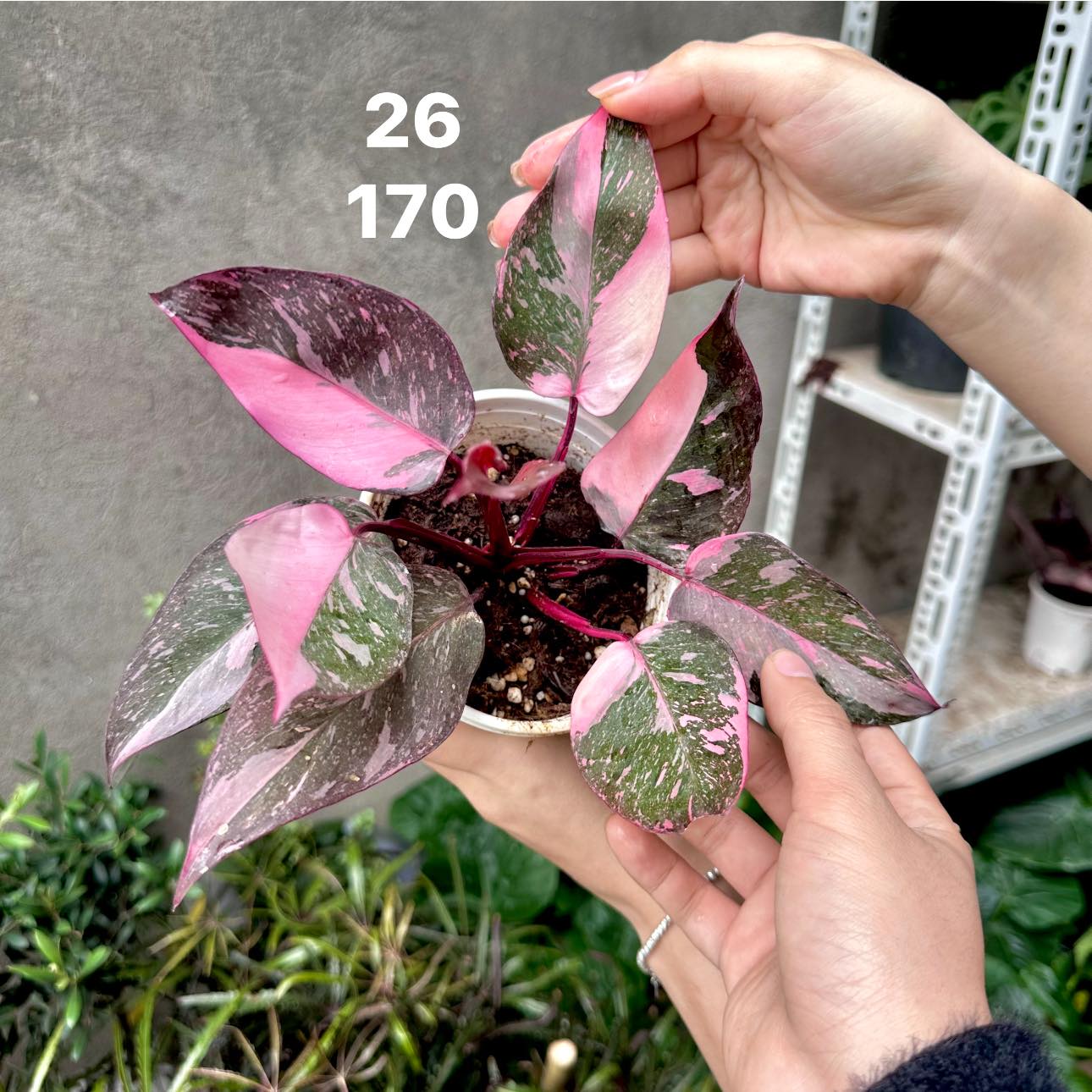 Chậu Cây kiểng lá Pink Galxay Chậu Cây kiểng lá Pink Galxay