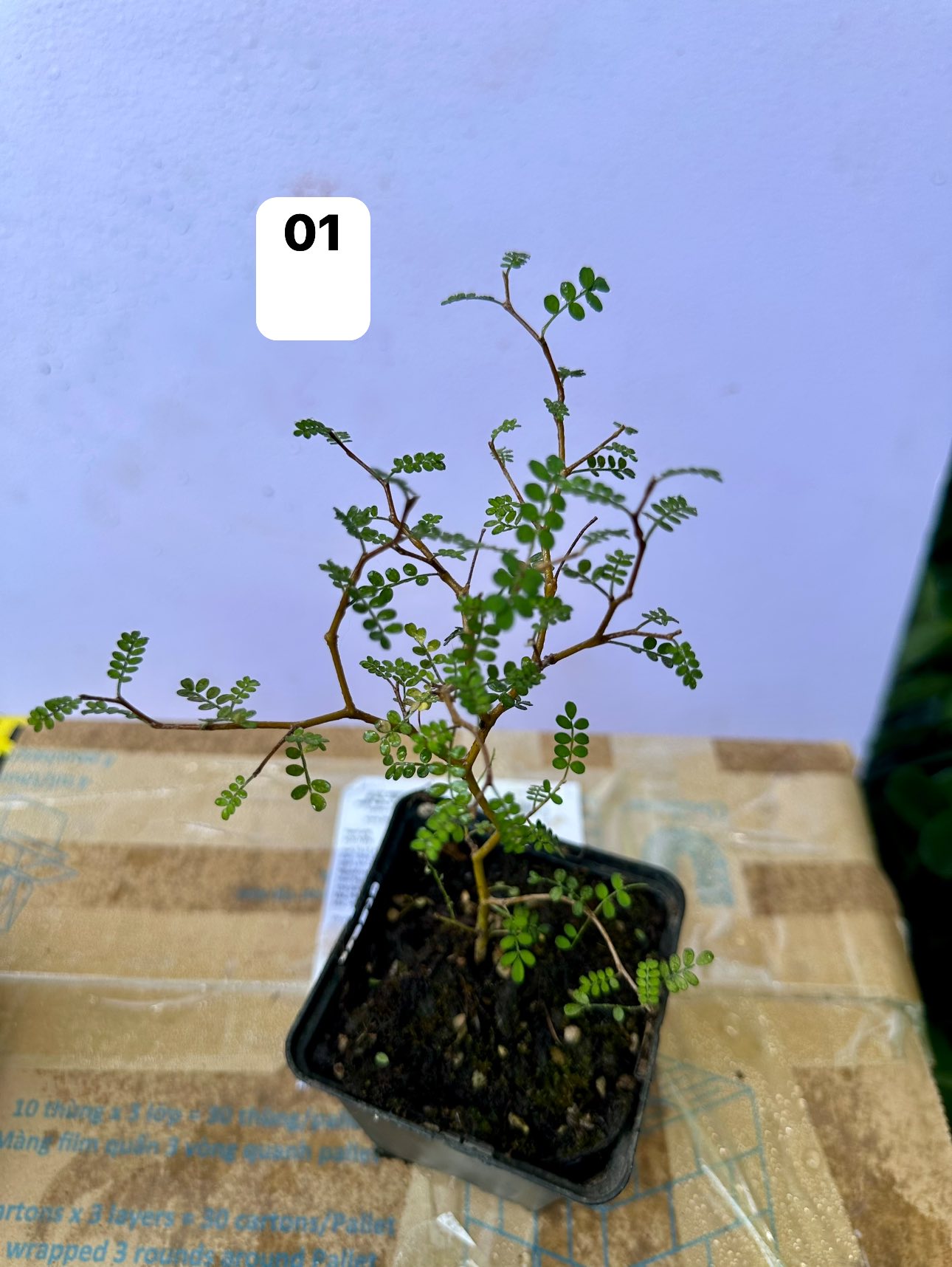 Chậu Cây kiểng lá Sophora Chậu Cây kiểng lá Sophora