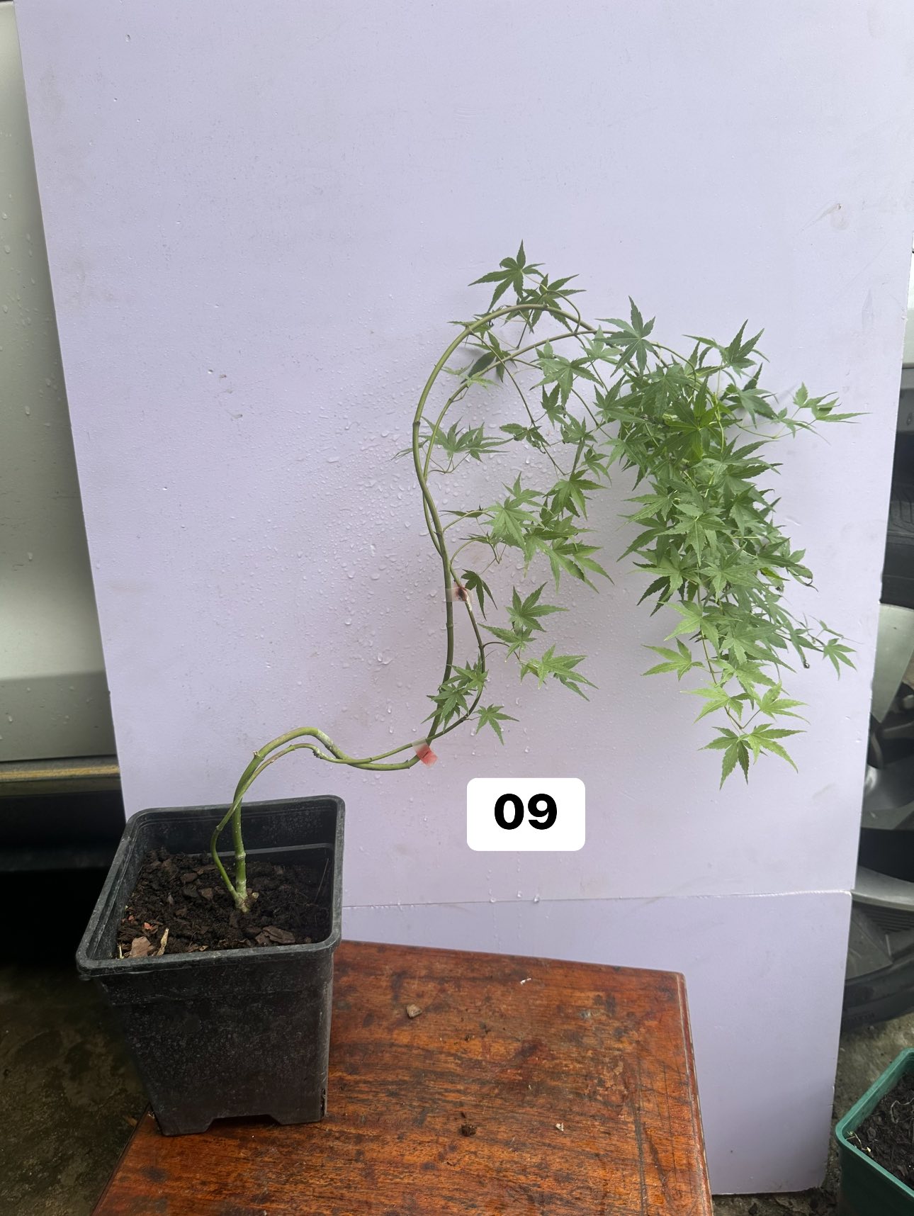 Chậu Cây KIỂNG LÁ PHONG LÁ XANH NHẬT Chậu Cây KIỂNG LÁ PHONG LÁ XANH NHẬT