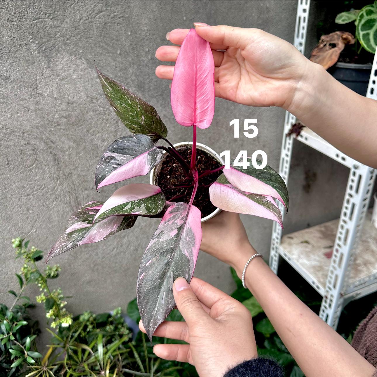 Chậu Cây kiểng lá Pink Galxay Chậu Cây kiểng lá Pink Galxay
