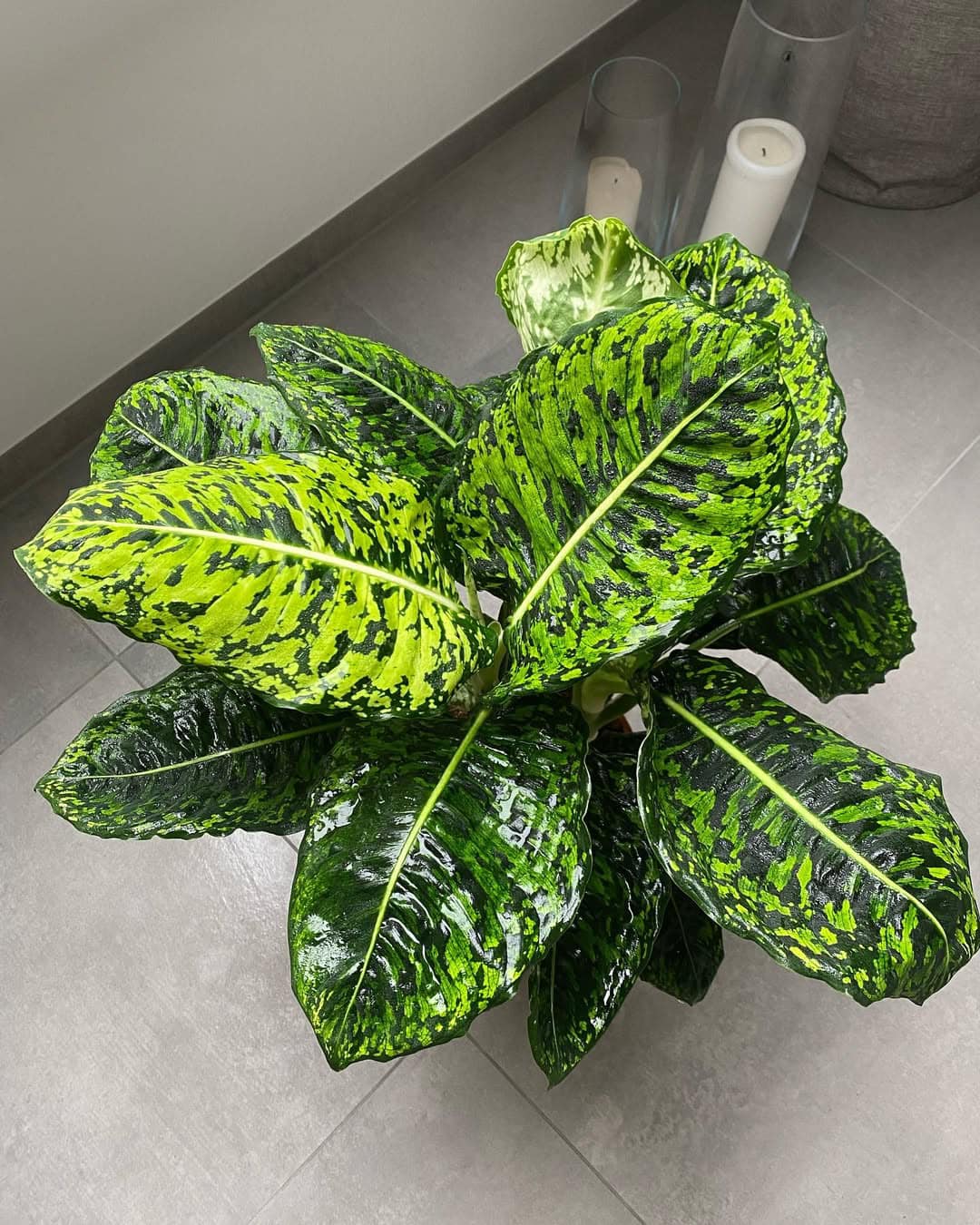 Chậu Cây kiểng lá Dieffenbachia Reflector phản quang đẹp lung linh Chậu Cây kiểng lá Dieffenbachia Reflector phản quang đẹp lung linh