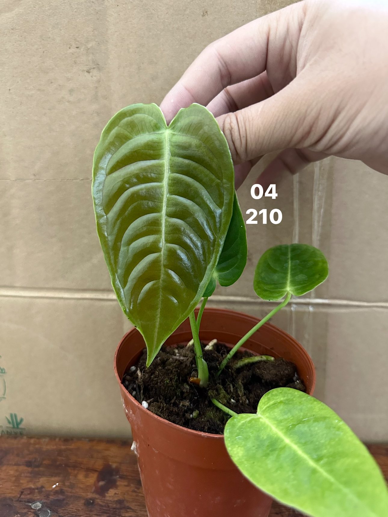 Chậu Cây kiểng lá King Form Narrow Chậu Cây kiểng lá King Form Narrow