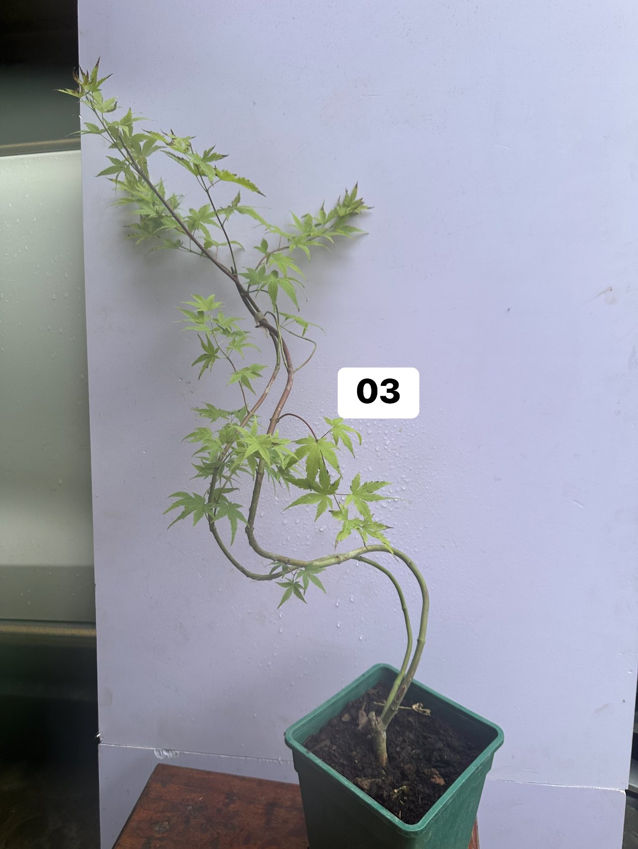 Chậu Cây KIỂNG LÁ PHONG LÁ XANH NHẬT Chậu Cây KIỂNG LÁ PHONG LÁ XANH NHẬT