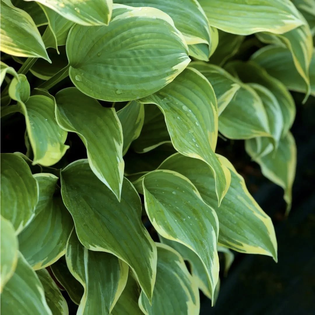 Chậu Cây kiểng lá Hosta Chậu Cây kiểng lá Hosta